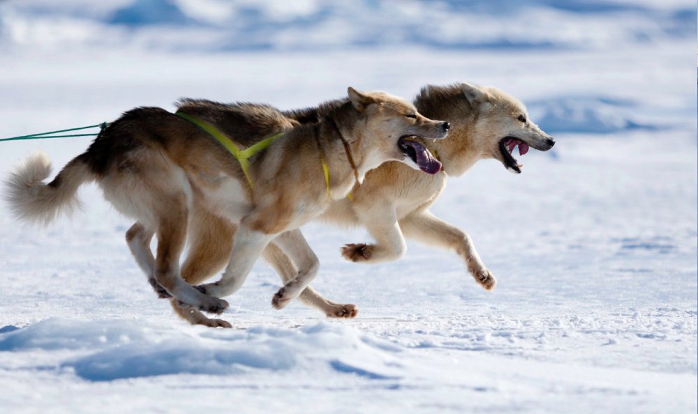 East Greenland Ski Touring, Mountaineering & Trekking Specialists