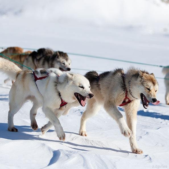 East Greenland Ski Touring, Mountaineering & Trekking Specialists